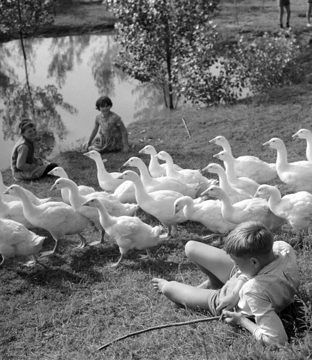 Jászalsószentgyörgy, 1965. június 8. Serfőző Ferike őrzi a libákat a libalegelőn az iskolai nyári szünetben.