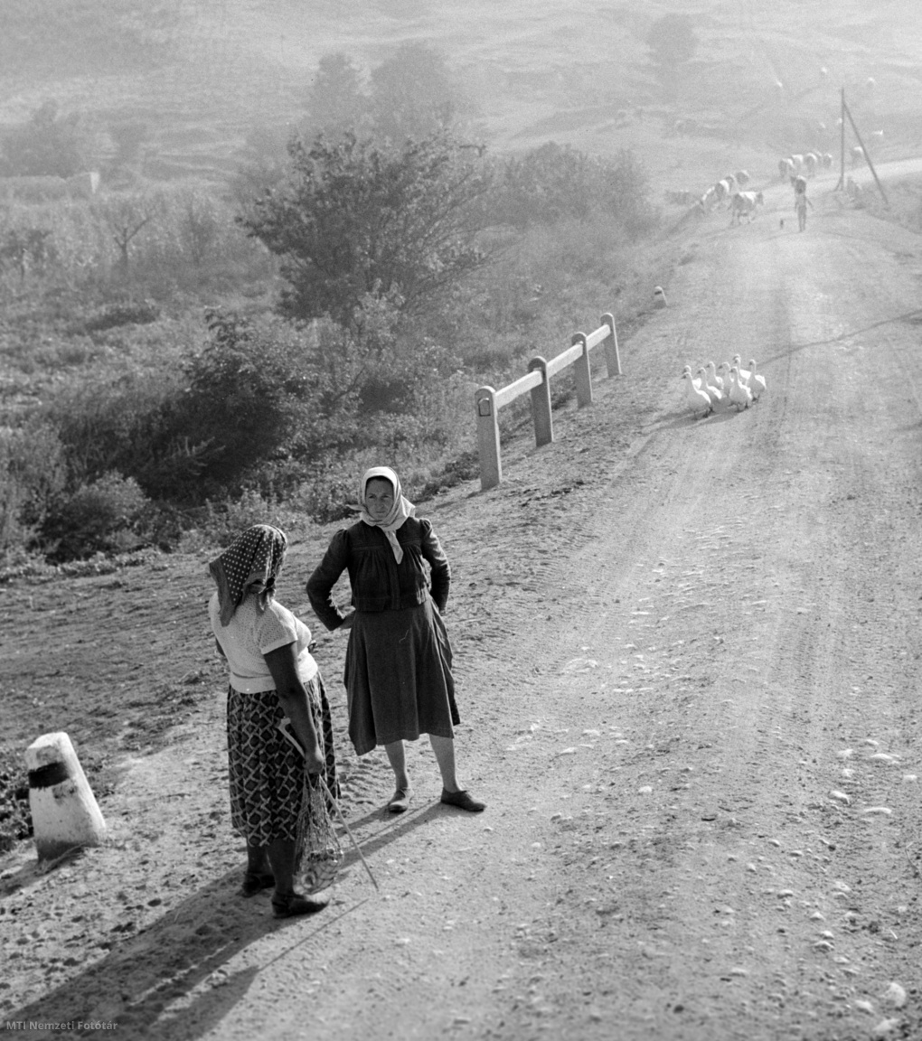 Bajót, 1960. augusztus 28. Két parasztasszony beszélget libalegeltetés közben a bajóti úton.