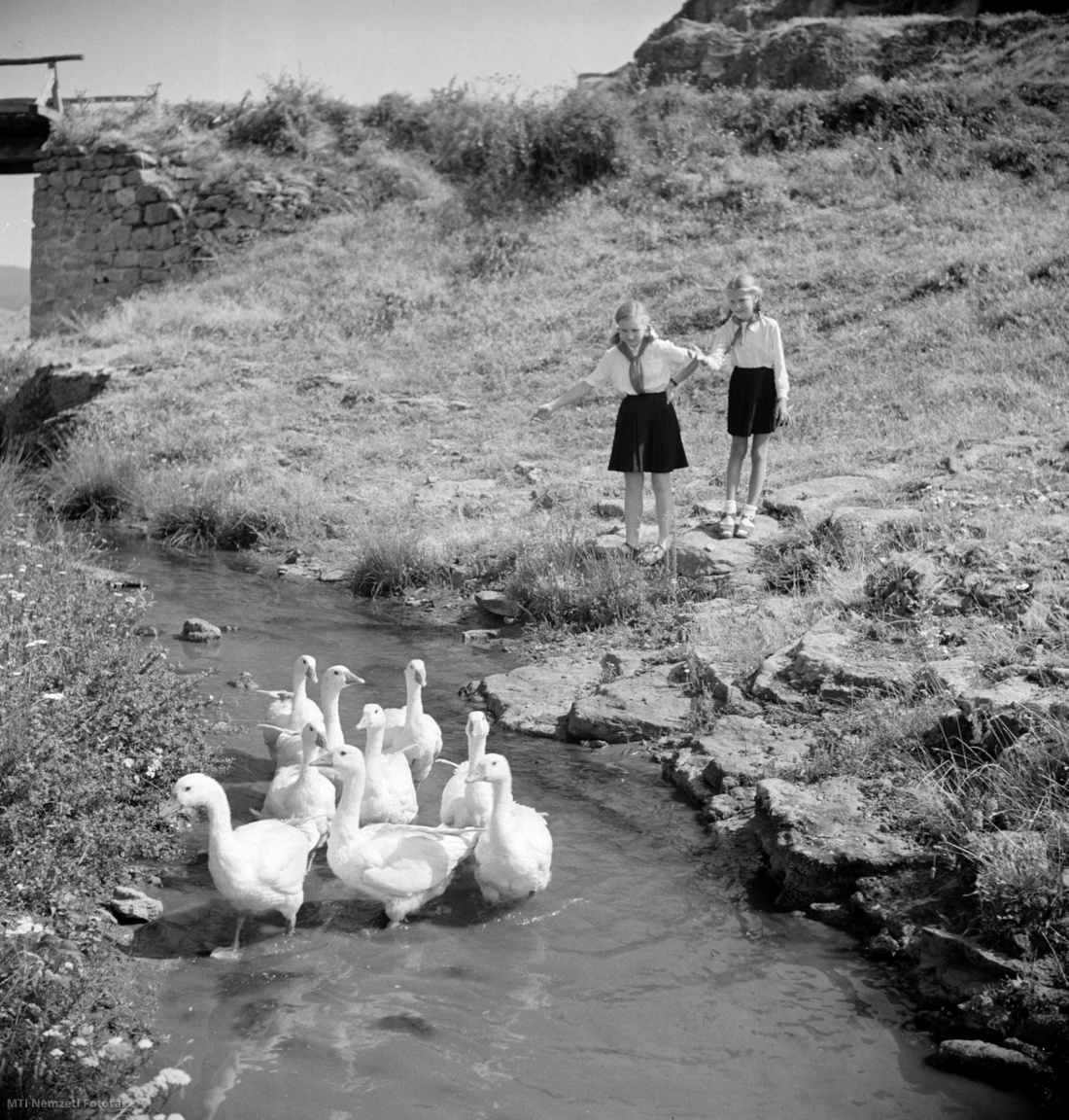Gyöngyössolymos, 1951. augusztus Úttörőlányok a gyöngyössolymosi Nagy-patakban fürdő libákat figyelik. A felvétel készítésének pontos napja ismeretlen.
