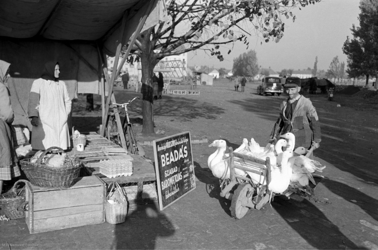 Hódmezővásárhely, 1955. október 7. Egy parasztgazda talicskán tolja be a földművesszövetkezet felvásárló telepére a beadásra szánt libákat.