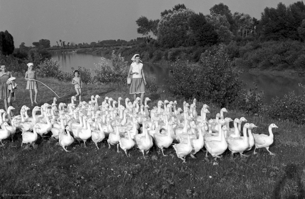 Kiskunfélegyháza, 1959. július 30. Hazaterelik a libákat a lányok a Körös partjáról.