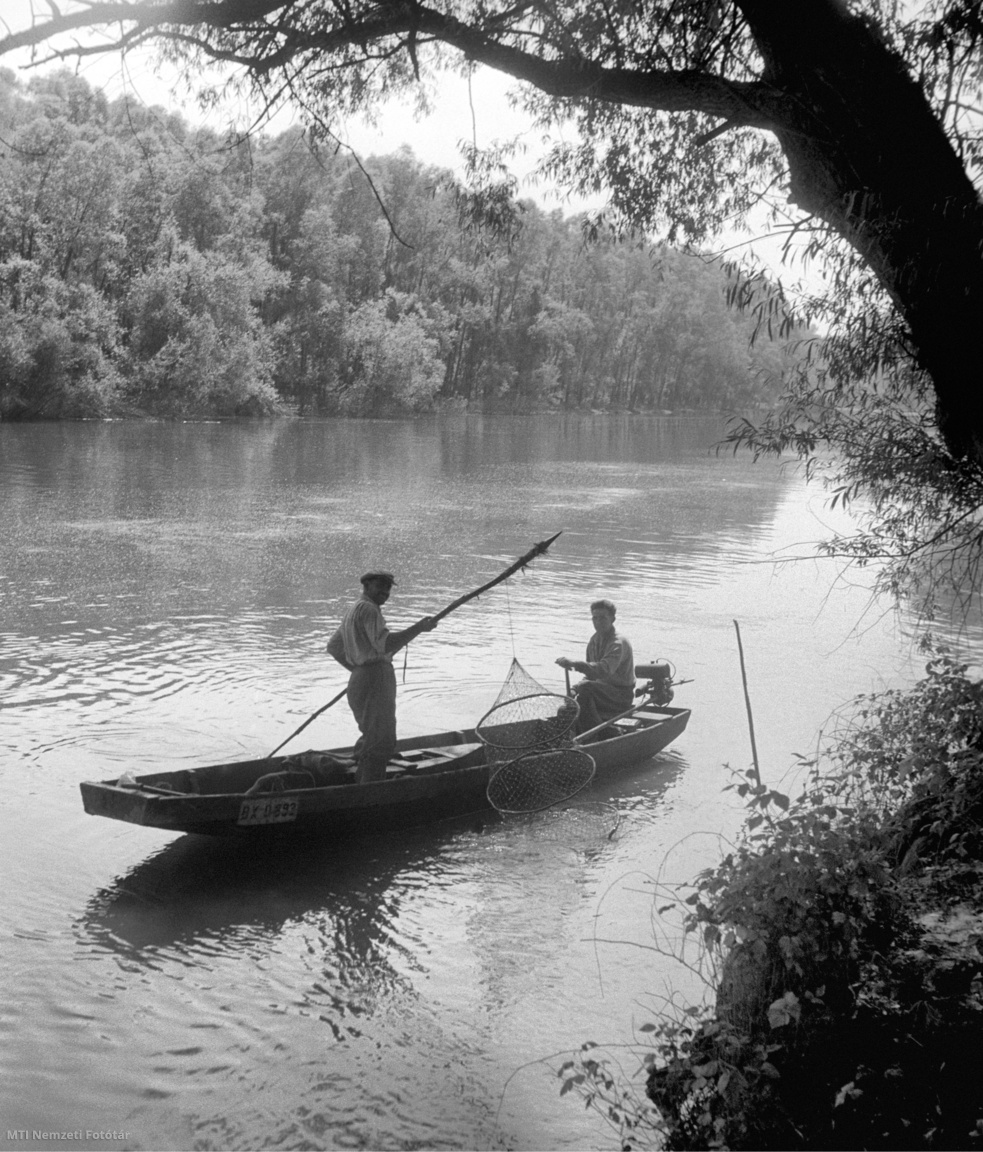 Baja, 1962. június 21. Halászok a Dunába lerakott szák tartalmát ellenőrzik.