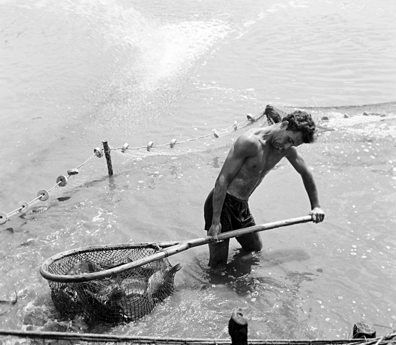 Tata, 1960. július 21. Bőséges a zsákmány egy tatai halász hálójában a Tatai Halgazdaság területén, ahol megkezdték a nyári halászatot.