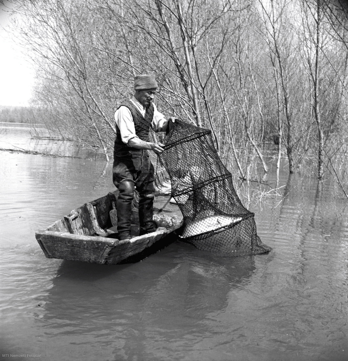 Baja, 1952. április 12. Salamon János a bajai halászati szövetkezet halásza varsával halászik a Dunán.