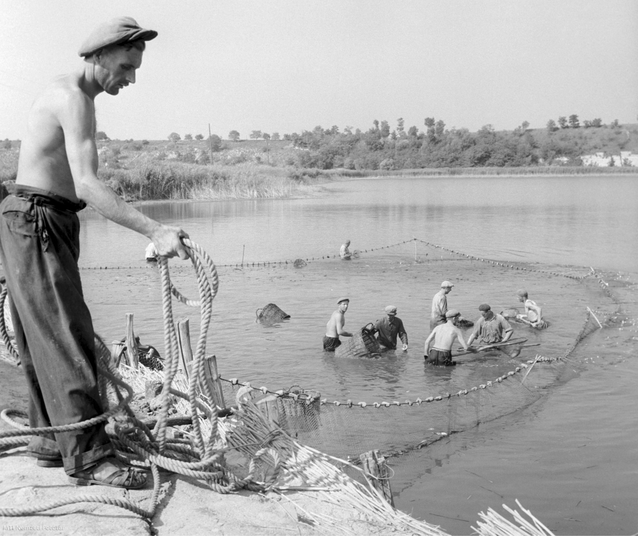 Pusztaszabolcs, 1959. július 16. A vízben állva kosarakkal szedik ki a lehalászott halat a hálóból a Pusztaszabolcsi Állami Gazdaság halászai. A 470 holdas halastóból holdanként 4,5 mázsa halat fogtak ki a nyári lehalászás alkalmából.