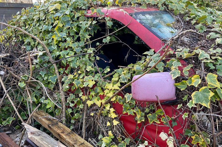 SWNS OVERGROWN CAR 05