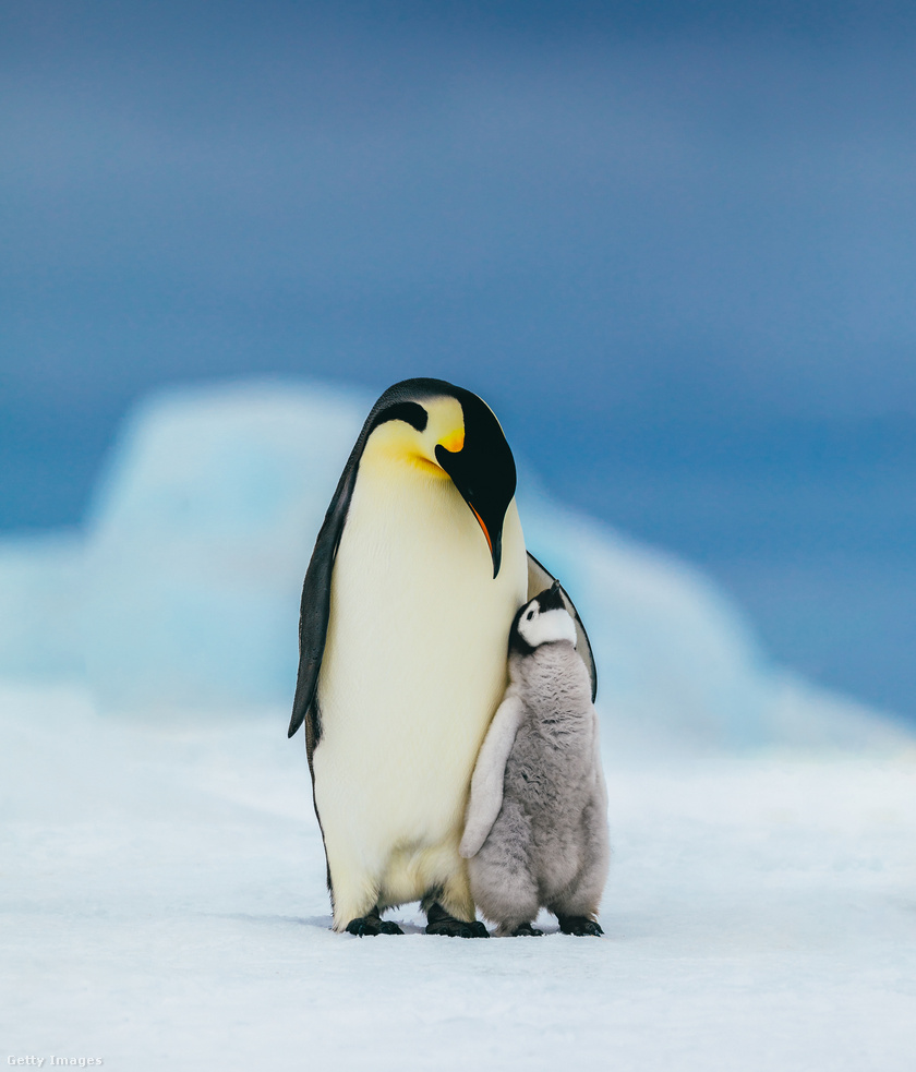 A pingvinek a legszociálisabb madarak mind közül. Kolóniákban élnek, melyek közül a legnagyobb nagyjából 180-200 ezer pingvint számol. Az együttélés legfőbb oka, hogy így nagyobb esélyük van a túlélésre. Először is, ennyi egyed közül könnyebb partnert találni; másodszor, könnyebb megvédeniük magukat a támadóktól; harmadszor, együtt tudnak működni, hogy ételt találjanak.