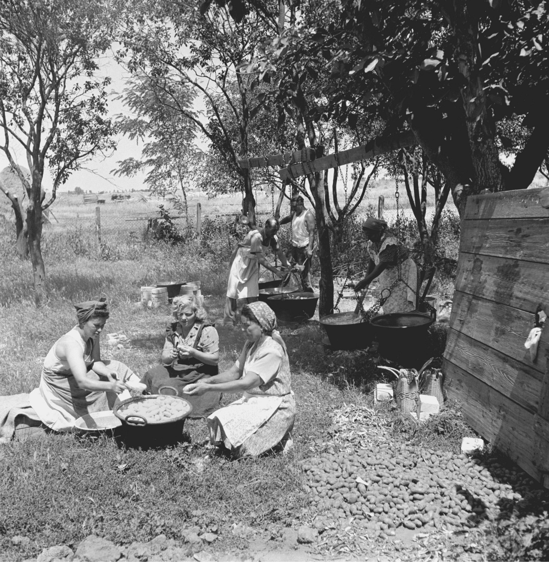 Túrkeve, 1952. július Az asszonyok a szabadban főzik az ebédet a Vörös Csillag Tszcs egyik földjén. A vasárnapi békearatáshoz kollektív főzést szerveztek, az ételt teherautók szállították ki a brigádokhoz. A felvétel készítésének pontos dátuma ismeretlen.