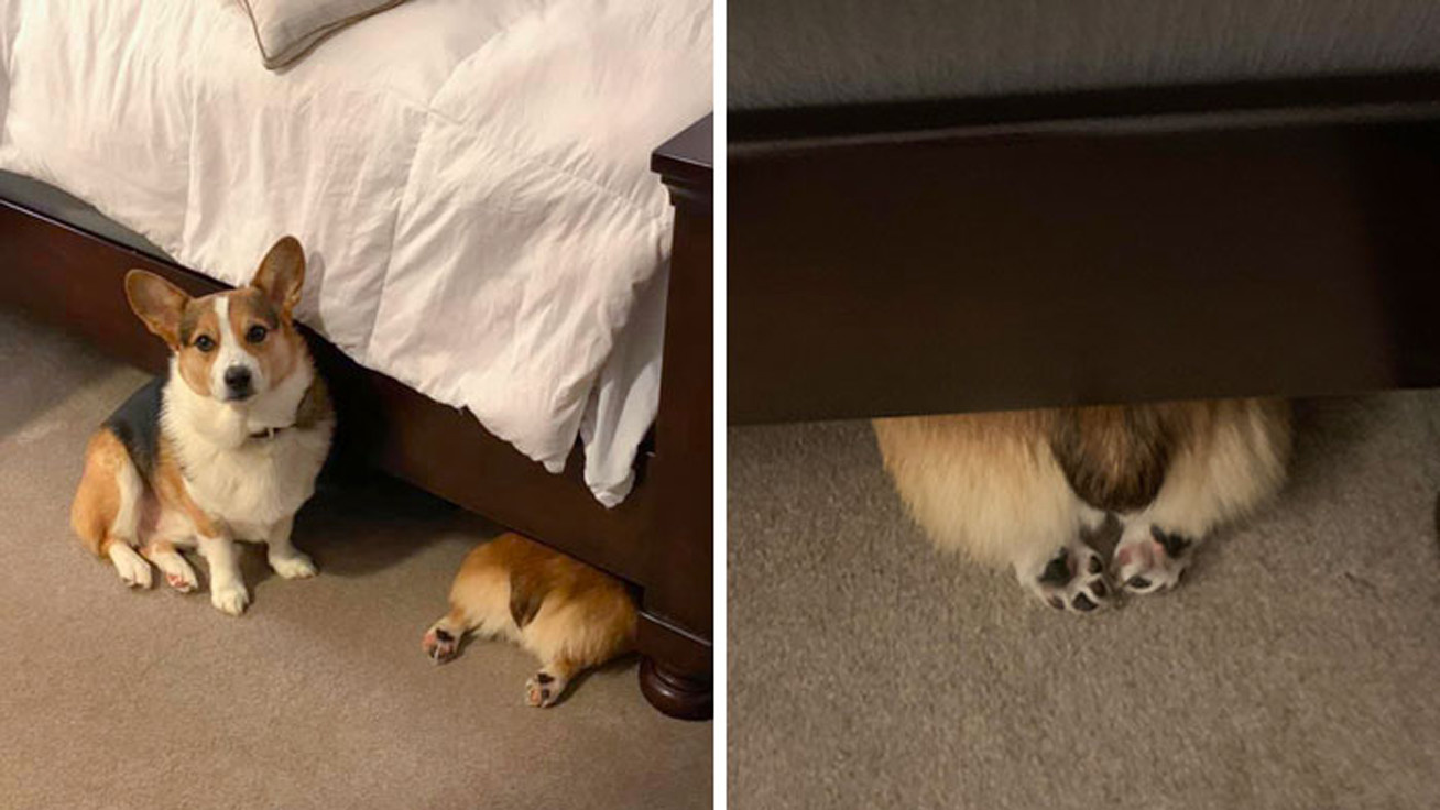 собака стала прятаться под кроватью