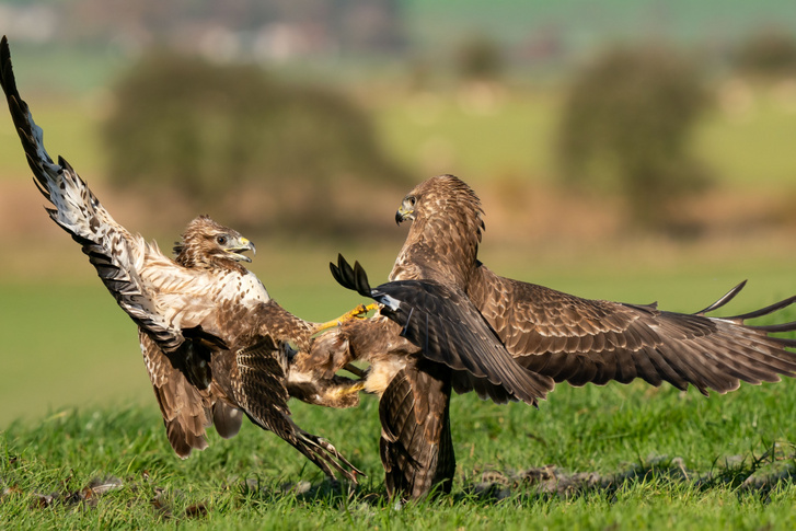 h MDRUM Buzzard Kung Foo-6