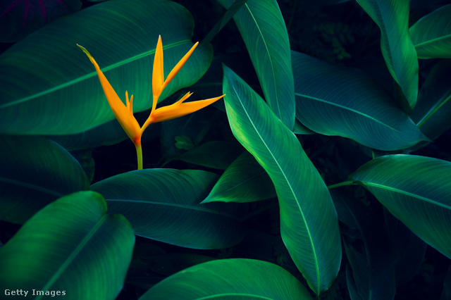 Az egzotikus strelitzia 2022-ben a legtrendibb virág