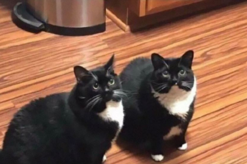 "Múlt hónapban eltűnt a macskám, egy héttel ezelőtt pedig megtaláltam és hazahoztam. Ma hazajött az igazi macskám is. Most van két teljesen egyforma fekete cicám."