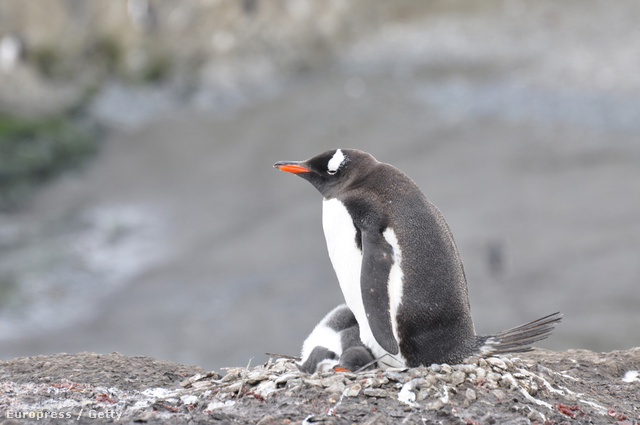 Gentoo pingvin (Pygoscelis papua)