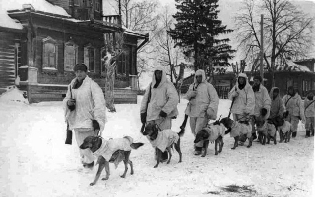 Szovjet kutyák mennek a frontra, 1941