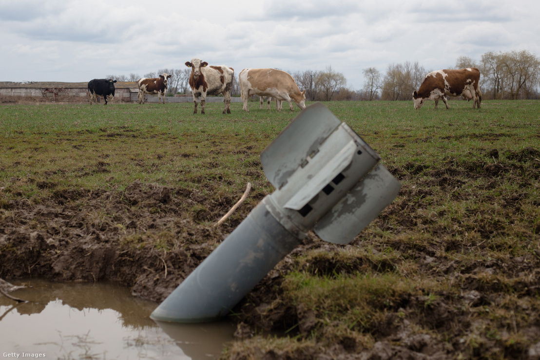 Rakéta mezőn legelő tehenek közelében 2022. április 10-én Ukrajnában