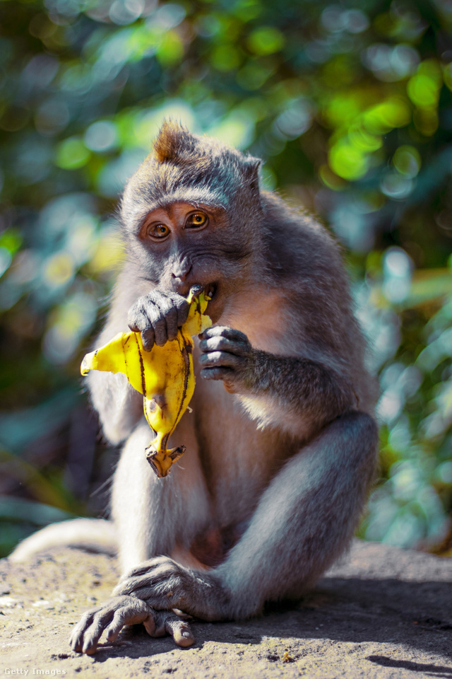 A majmok profik a banán meghámozásában, még ha nem is természetes étrendjük része ez az étel