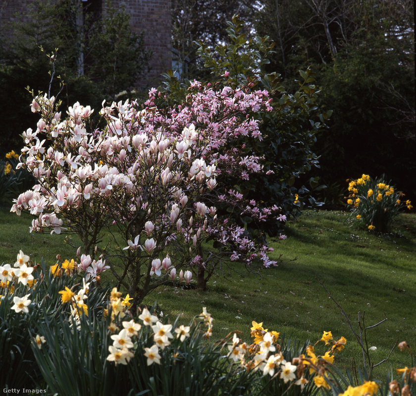 Magnolia soulangeana - Liliomfa (tulipánfa, magnólia) - 3-5 méter magasra nő, de metszéssel mérete szabályozható. Lassan növekedik. Könnyű tartani, talajigénye átlagos (de meghálálja a tápanyagdús közeget), szereti a napos, meleg fekvést, vízigénye magas. Nem kedveli a reggeli, délelőtti tűző napot, jól kell megválasztani az ültetési helyet. Virágzása roppant látványos, az egyik legszebb virágos díszfa. A virágzás után is mutatós, dús levélzete feltűnő, tetszetős.