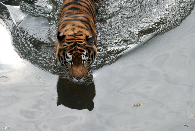 Amúri tigris (Panthera tigris altaica)