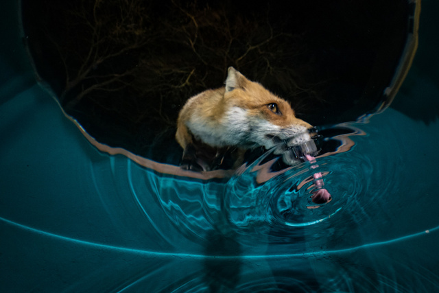 Víz alatti felvétel a lefetyelő rókáról. A nyelv hossza optikai csalódás a víz torzító hatása miatt. (Vérteskozma, 2021. március 25.)