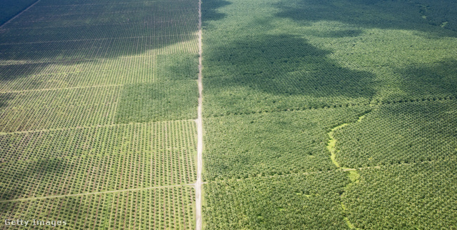 A pálmaolaj-ültetvények telepítésének hatása szinte felmérhetetlen