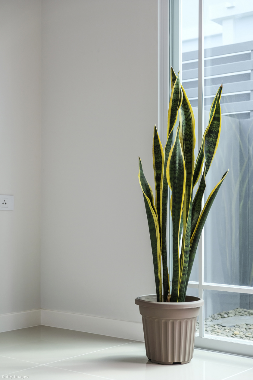 Az anyósnyelv (Dracaena trifasciata) az egyik legismertebb szobanövény, amivel nem kell sokat foglalkozni, és a közvetett napfényt kedveli, így nem kell feltétlenül az ablakhoz rakni. Jó tulajdonsága, hogy eltávolítja a levegőből az olyan méreganyagokat, mint a formaldehid és a benzol, erre pedig nem sok növény képes.