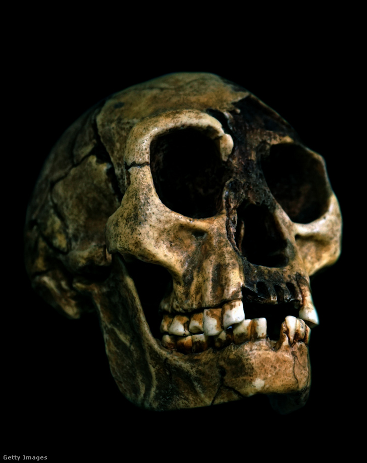 Homo floresiensis koponyája