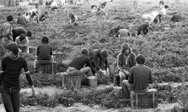 Krumpliszedés az újbögi építőtáborban, 1976