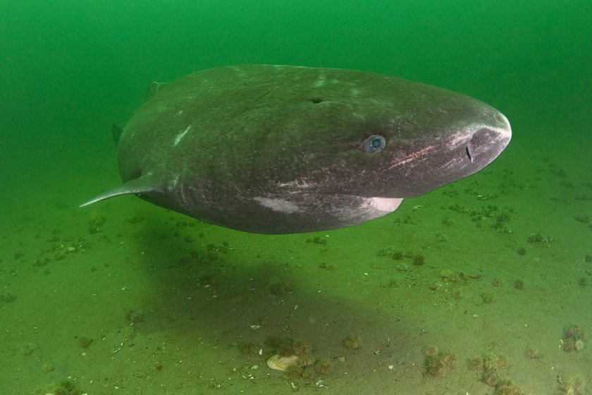 grönlandi-cápa1
