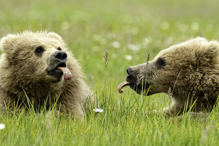 SN BEAR TONGUE POKE 3