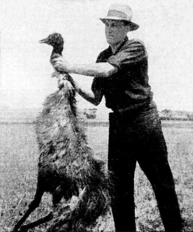 Ausztrál katona egy lelőtt állattal az emuháború idején
