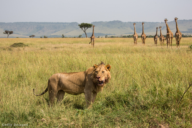 A zsiráfok átlagosan 24 évig élnek, míg az oroszlánok csak 20,6 évig