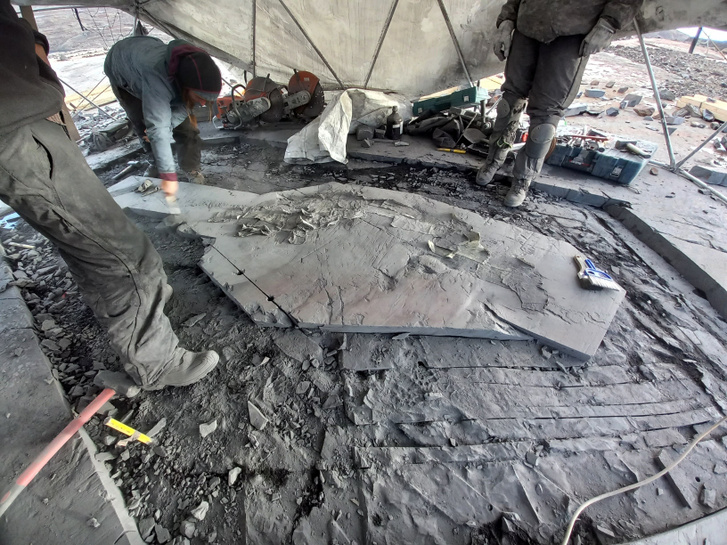 A Magallanes Egyetem GAIA Antarktiszi Kutatóközpontjának őslénykutatói egy négyméteres Ichthyosaurus kövületét találták meg a Tyndall-gleccser területén, 2022. április 2.
