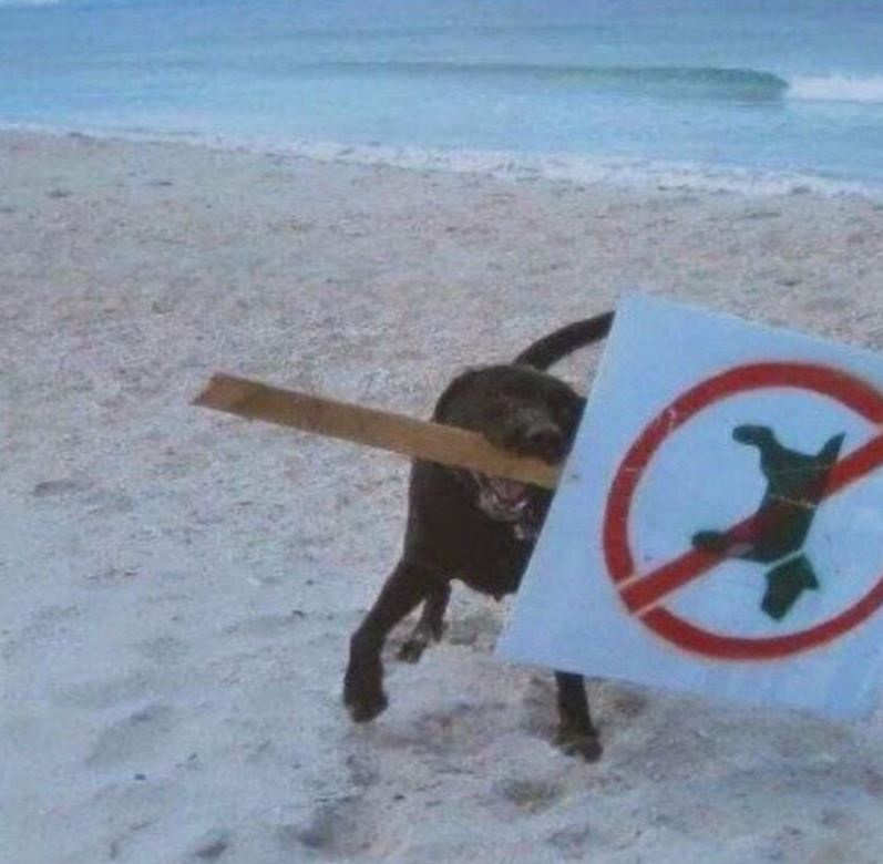 Ez a kutya igazi lázadó, akit nem érdekelnek a szabályok.