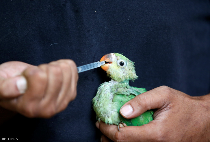 Egy gondozó multivitaminokkal kevert vízzel eteti meg a papagájt, miután az kiszáradt a hőség miatt Indiában 2022. május 12-én