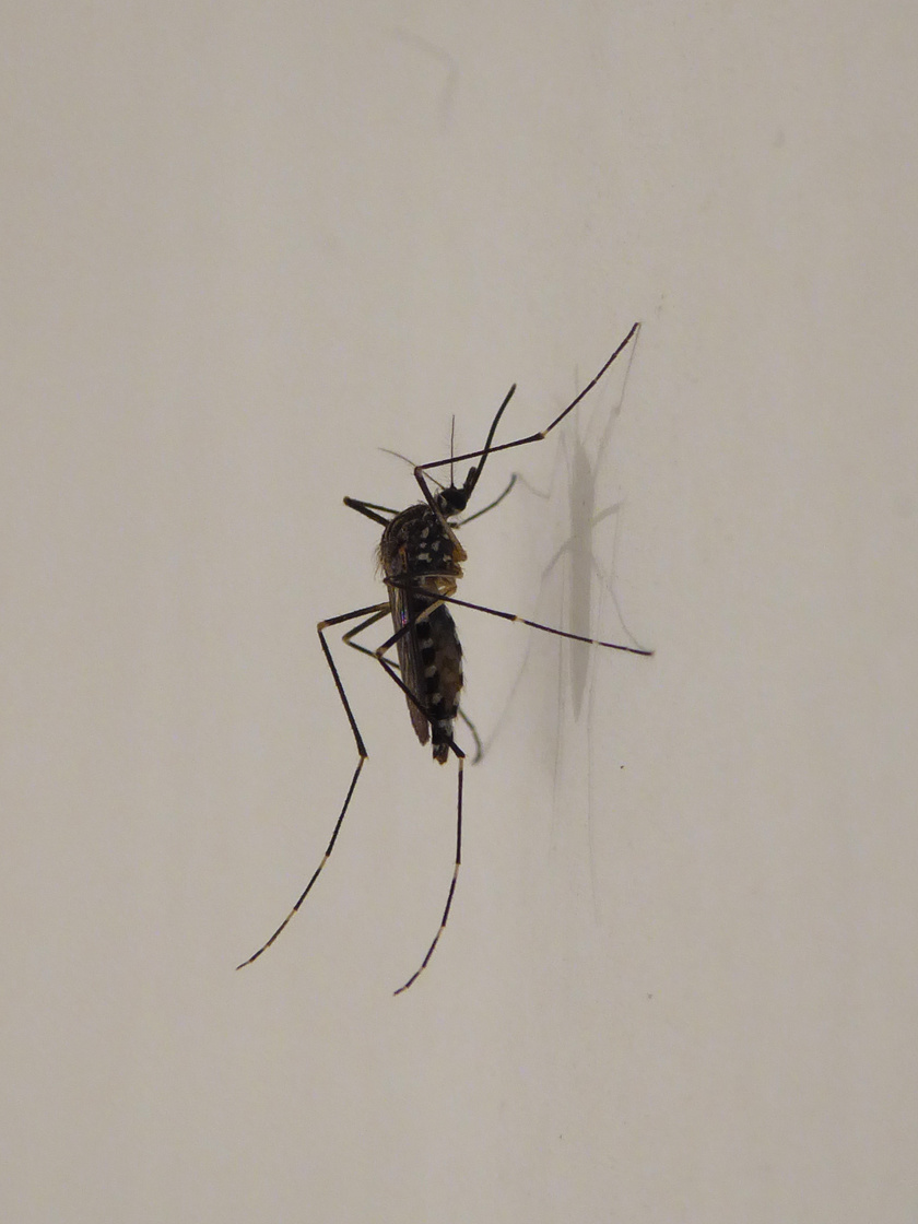 Aedes koreicus, egy koreai szúnyogfaj.