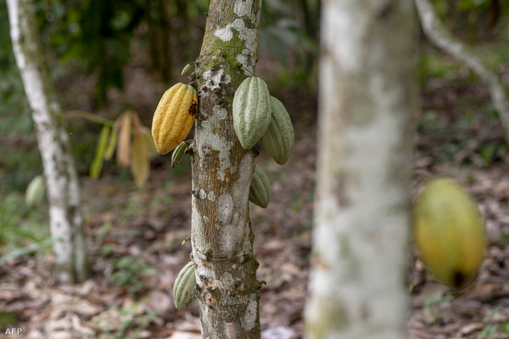Kakaófa a törzsből kinövő termésekkel, bennük 40-60 maggal, azaz kakaóbabbal