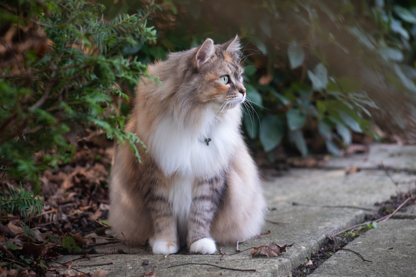 A szibériai macska érzelmes és játékos fajta. Akár 25-50 centiméterre is megnő, legnagyobb átlagsúlya elérheti a 4-9 kilogrammot. 10-18 évig is elél.