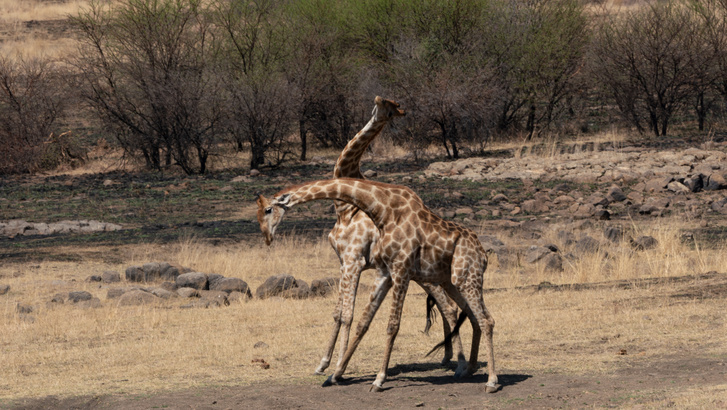 h MDRUM Necking Giraffes-3