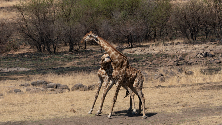h MDRUM Necking Giraffes-2