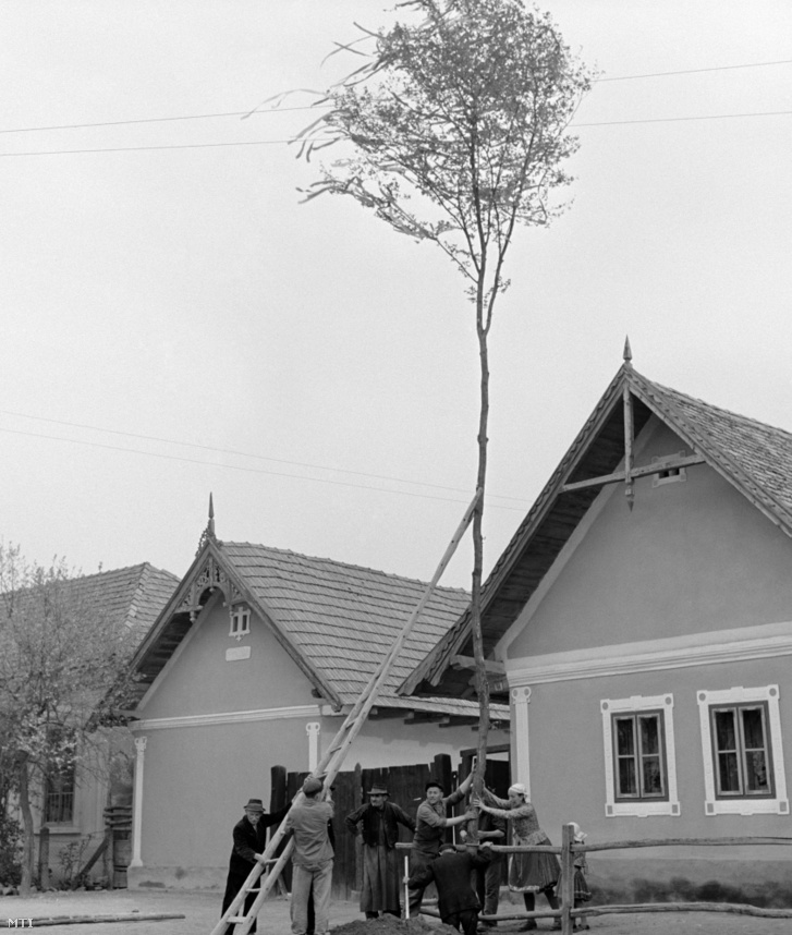 Májusfát emelnek az acsaiak a község főutcáján 1963-ban