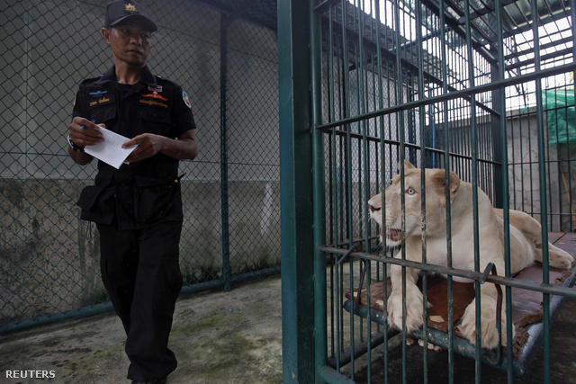Lefoglalt fehér oroszlán Bangkokban