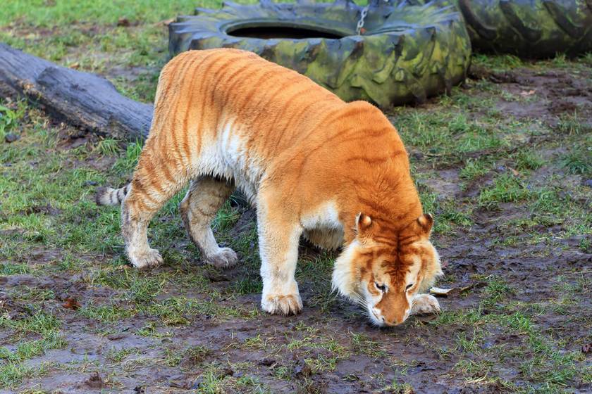 A hím tigris és a nőstény oroszlán hibridje a zömök, sárga csíkos és fehér bundájú tigon. Termete kisebb, mint az oroszláné, míg az 320 kilogramm is lehet, a tigon csak körülbelül 180 kilogramm.