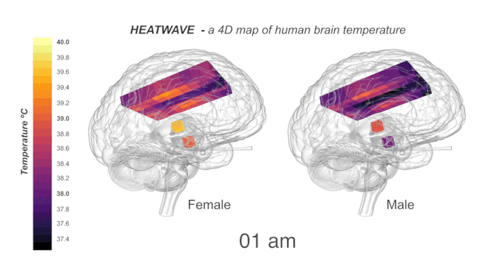 Balra a női, jobbra a férfiagy hőmérséklete a nap különböző óráiban