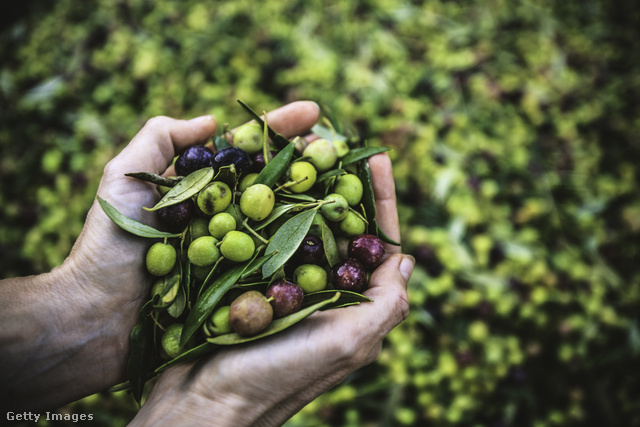 A nyers olívabogyó egy oleuropein nevű vegyület miatt borzasztóan keserű