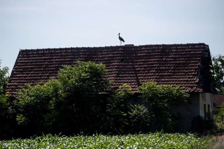 Fehérgólya-szülő egy közeli ház tetején várja, hogy visszatérhessen a fészkére