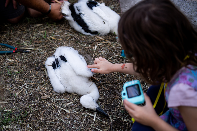 A fehér gólyák bemutató gyűrűzése remek lehetőséget teremt az érdeklődő gyerekeknek és
                        felnőtteknek a közeli találkozásra