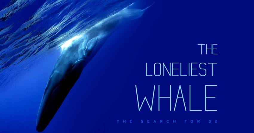 Az angol nyelvű dokumentumfilm a képre kattintva megnézhető, angol felirattal: The Lonliest Whale.
