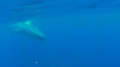Előbb voltak képeink a Földről az űrből, mint az óceánban szabadon úszkáló bálnákról