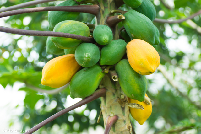 Az amerikai kontinensen őshonos papaja az egyik legegészségesebb trópusi gyümölcs