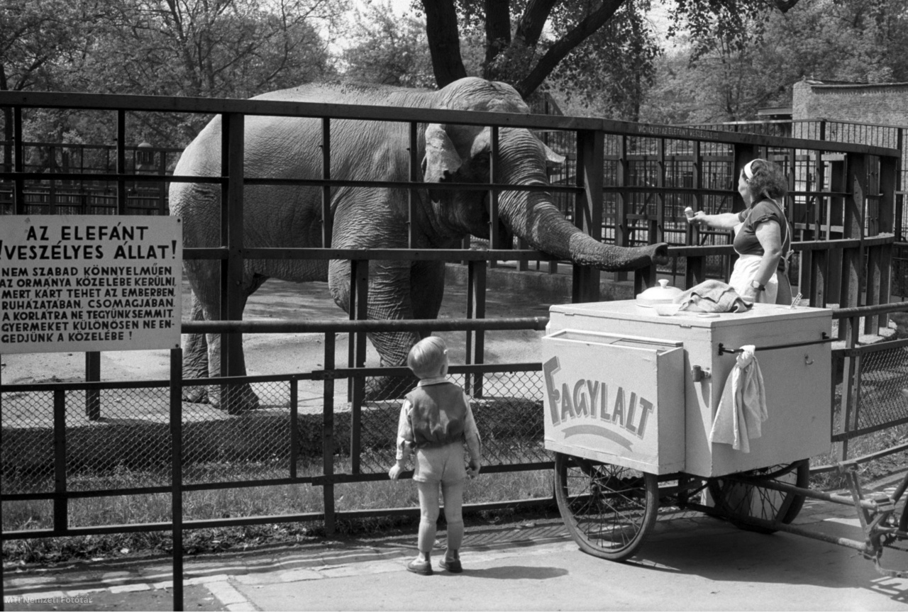 Budapest, 1960. május 18. Szultán, az elefánt fagylaltot kér a fagylaltárustól a Fővárosi Állat- és Növénykertben.